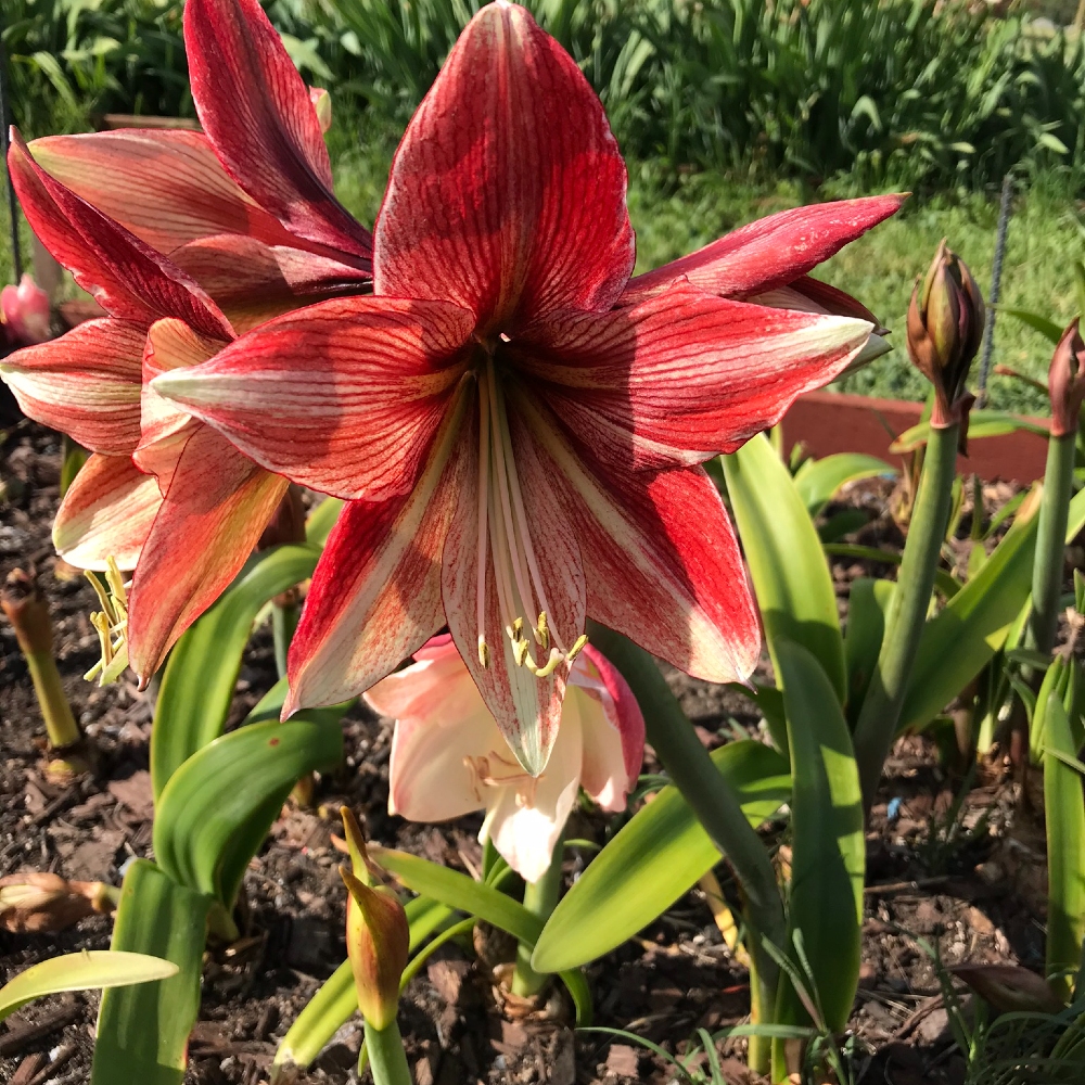 Amaryllis