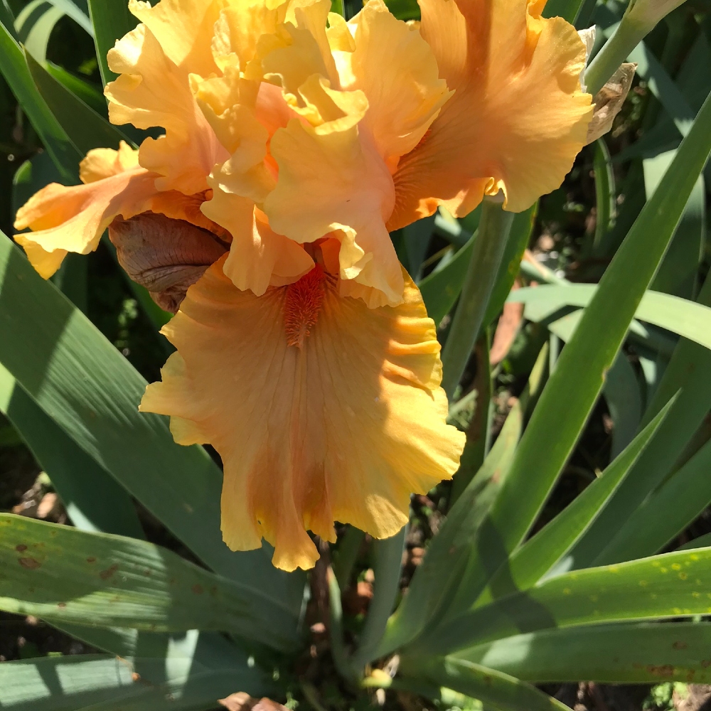 Bearded Iris