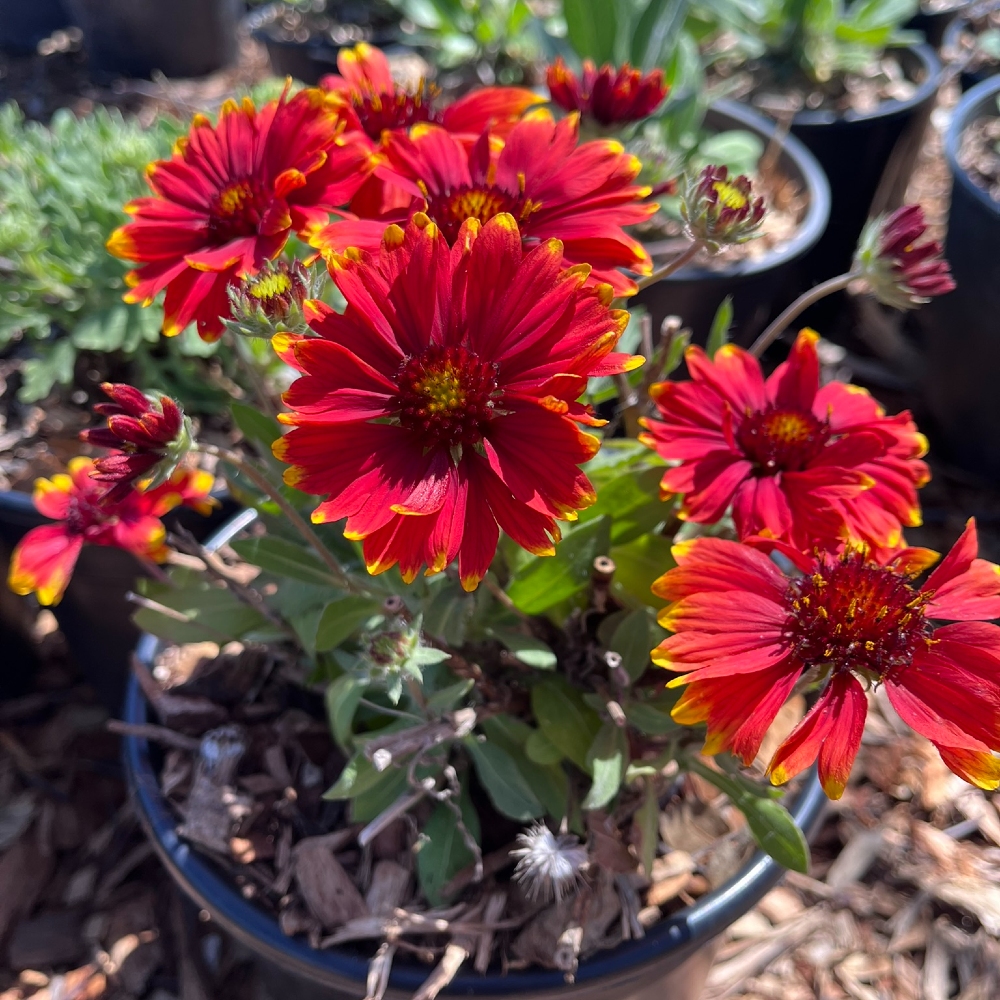 Blanket Flower