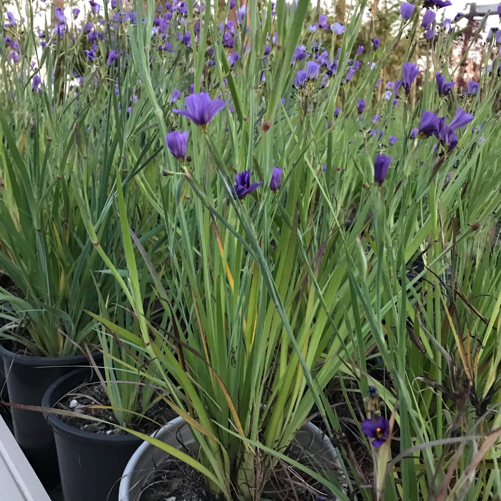 Blue Eyed Grass