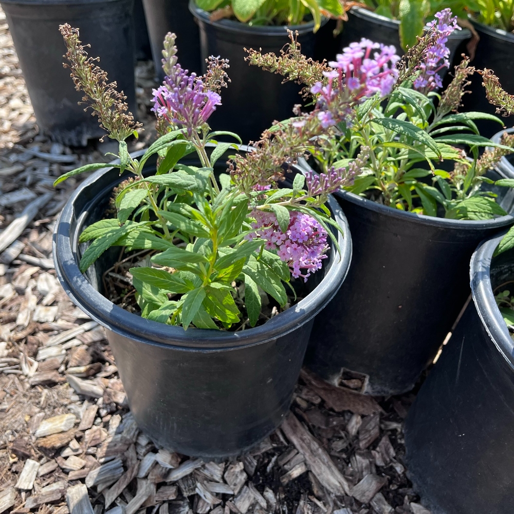 Butterfly Bush
