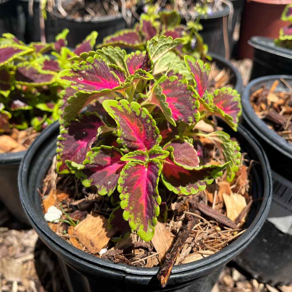 Coleus