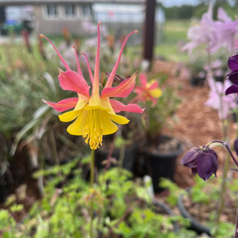 Columbine