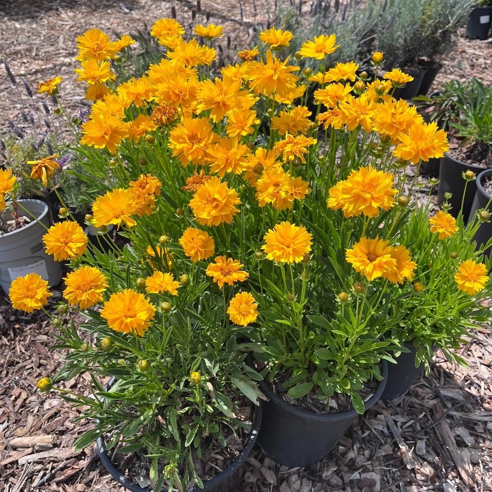 Coreopsis