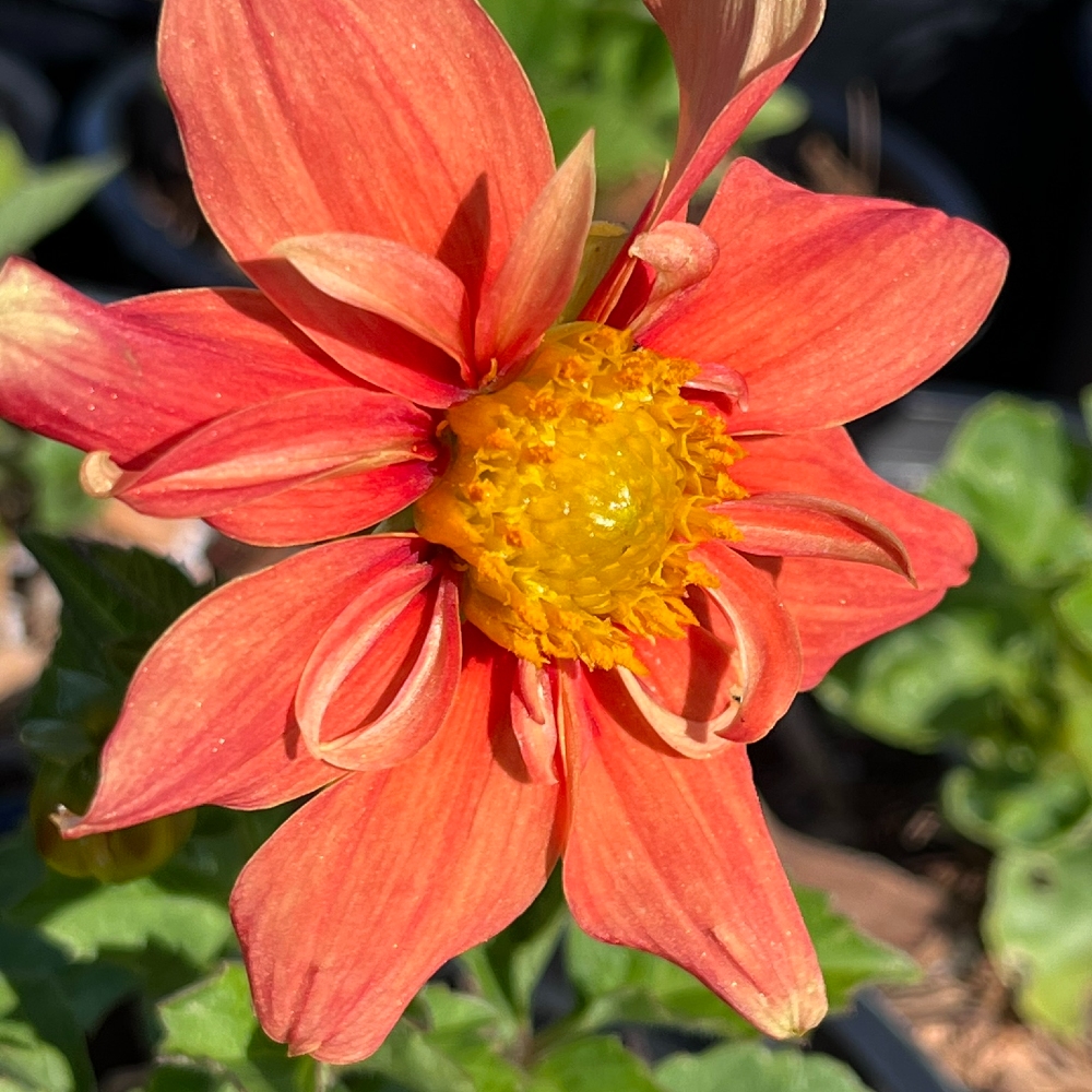 Dahlia