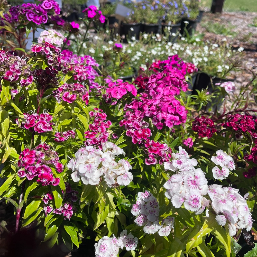 Dianthus