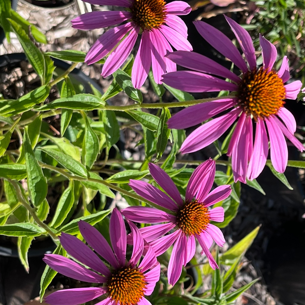 Echinacea