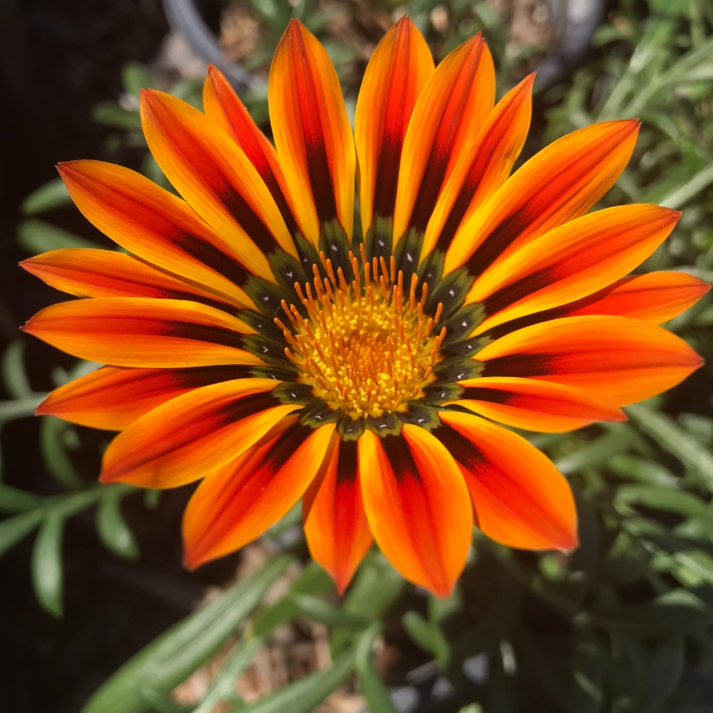 Gazania