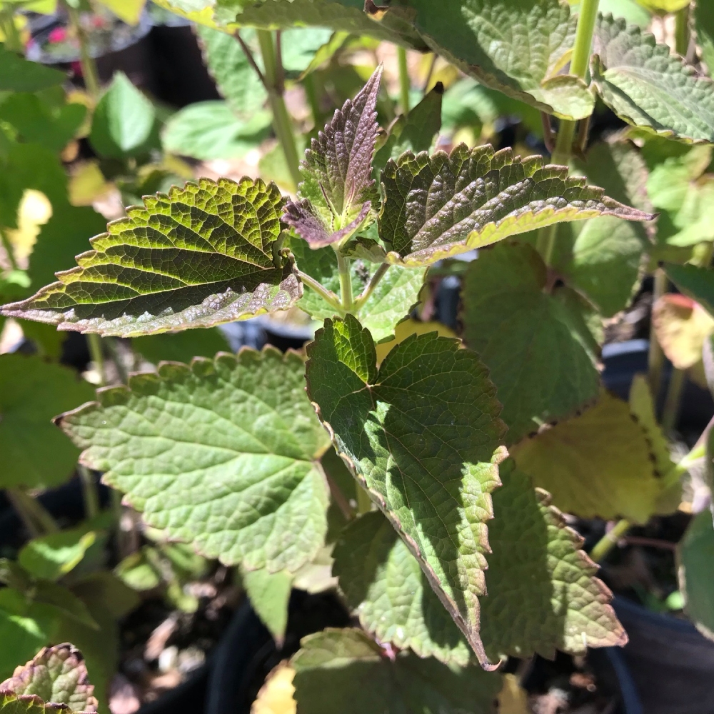 Hyssop