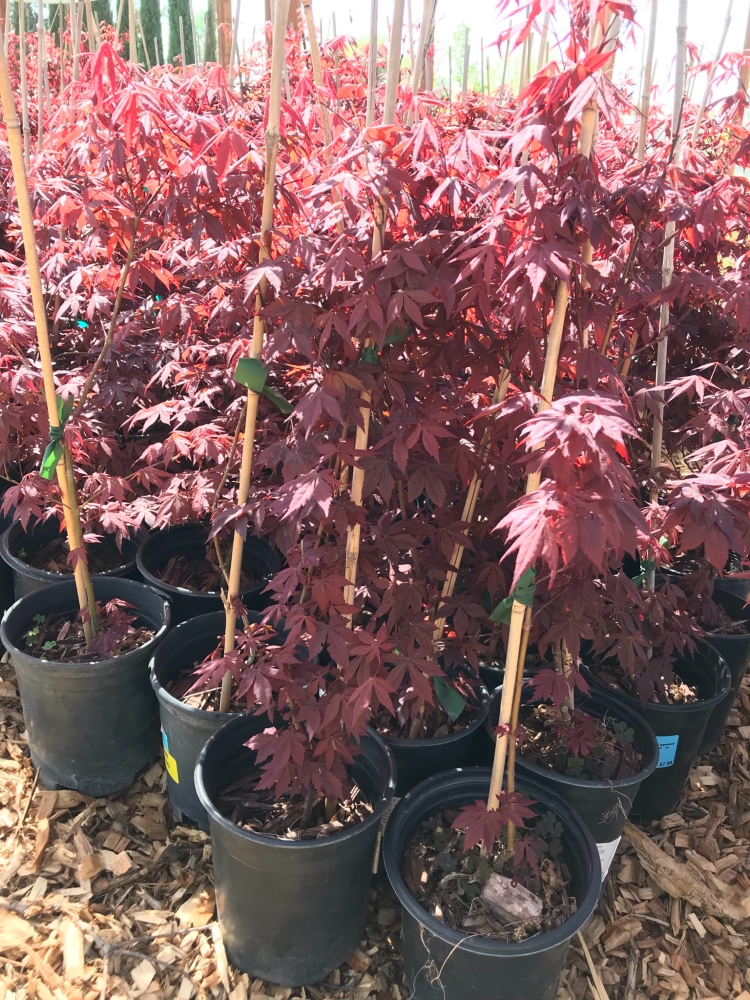 Japanese Maple