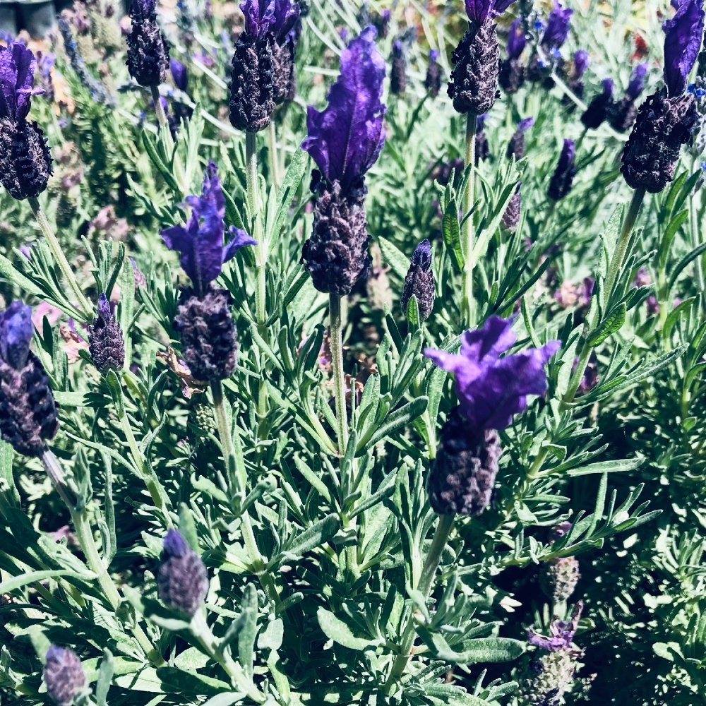 Lavender