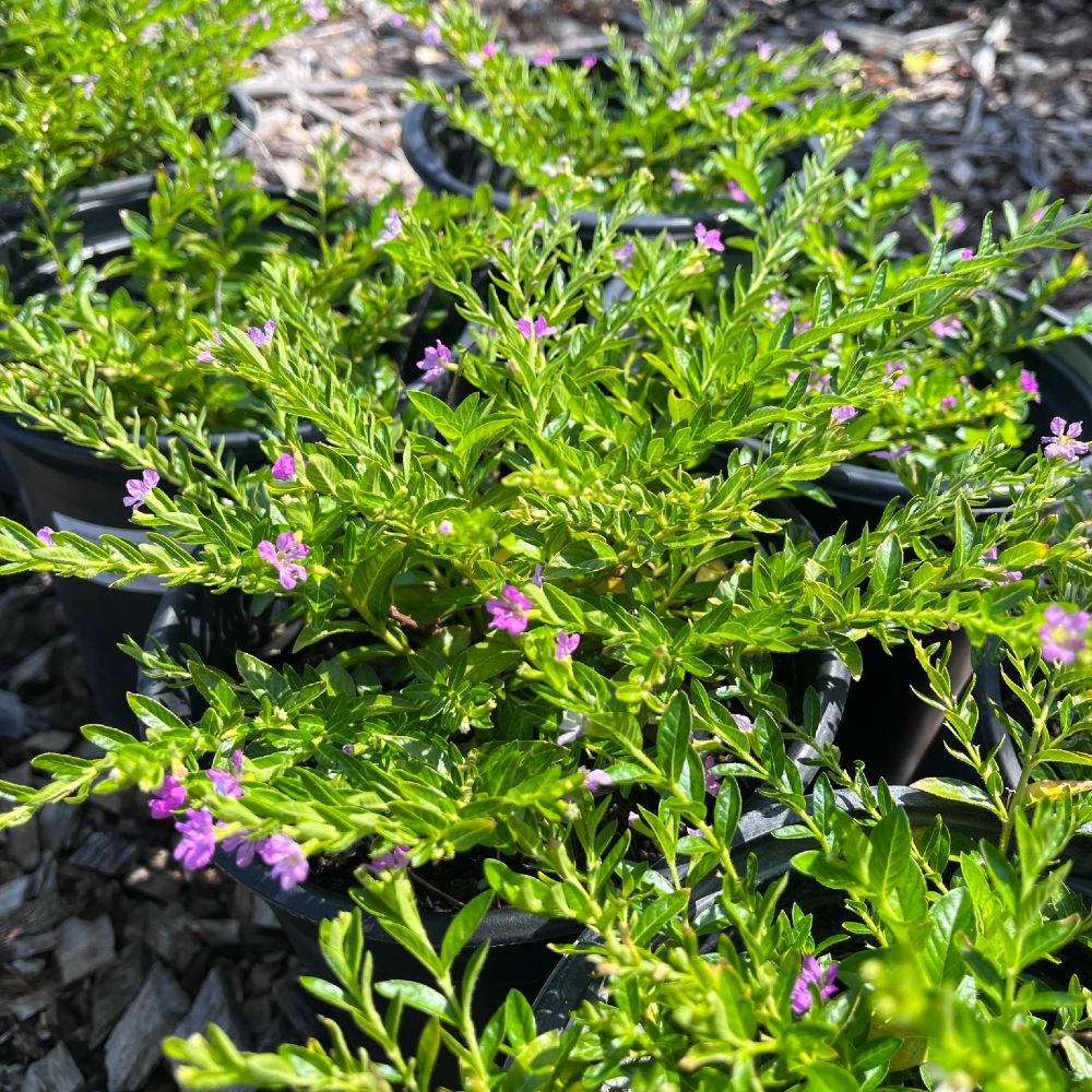 Mexican False Heather