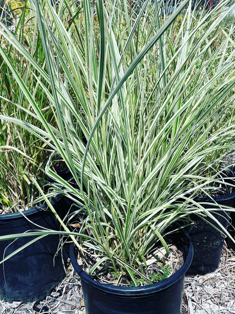 Miscanthus