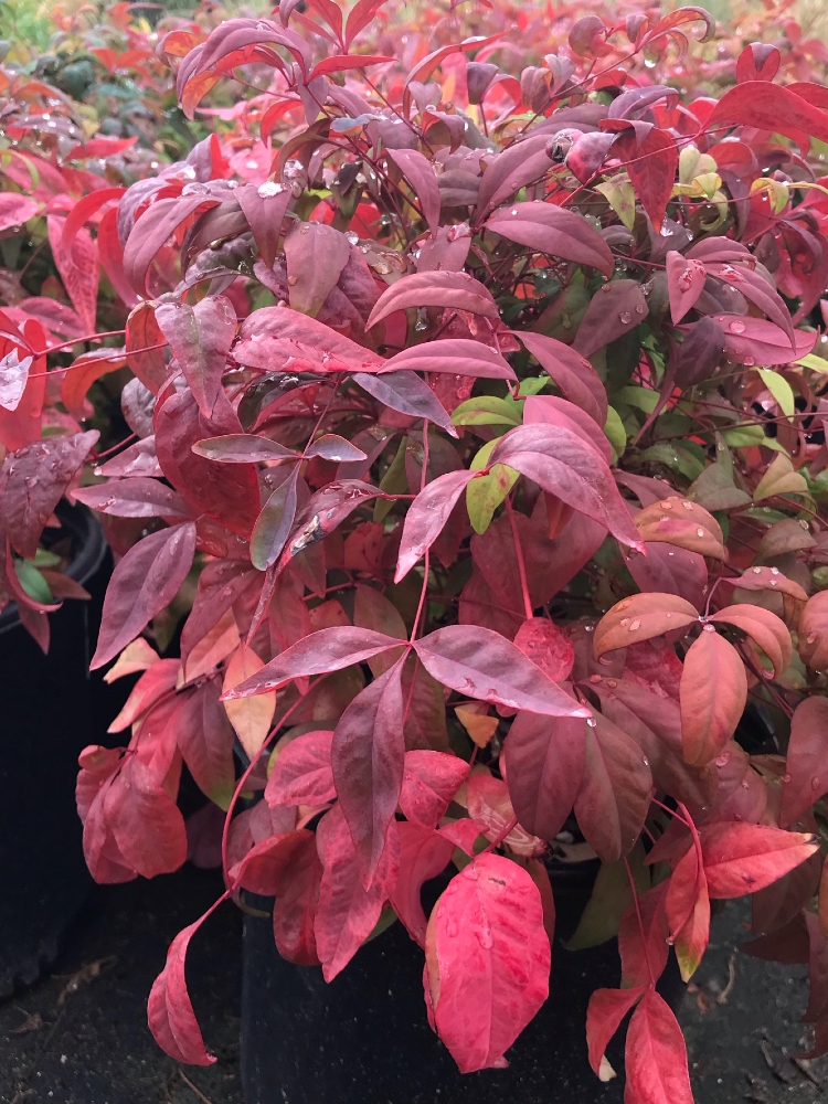 Nandina