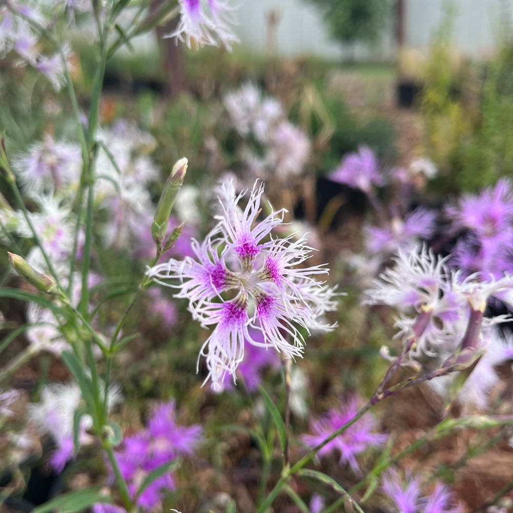 Pincushion Flower