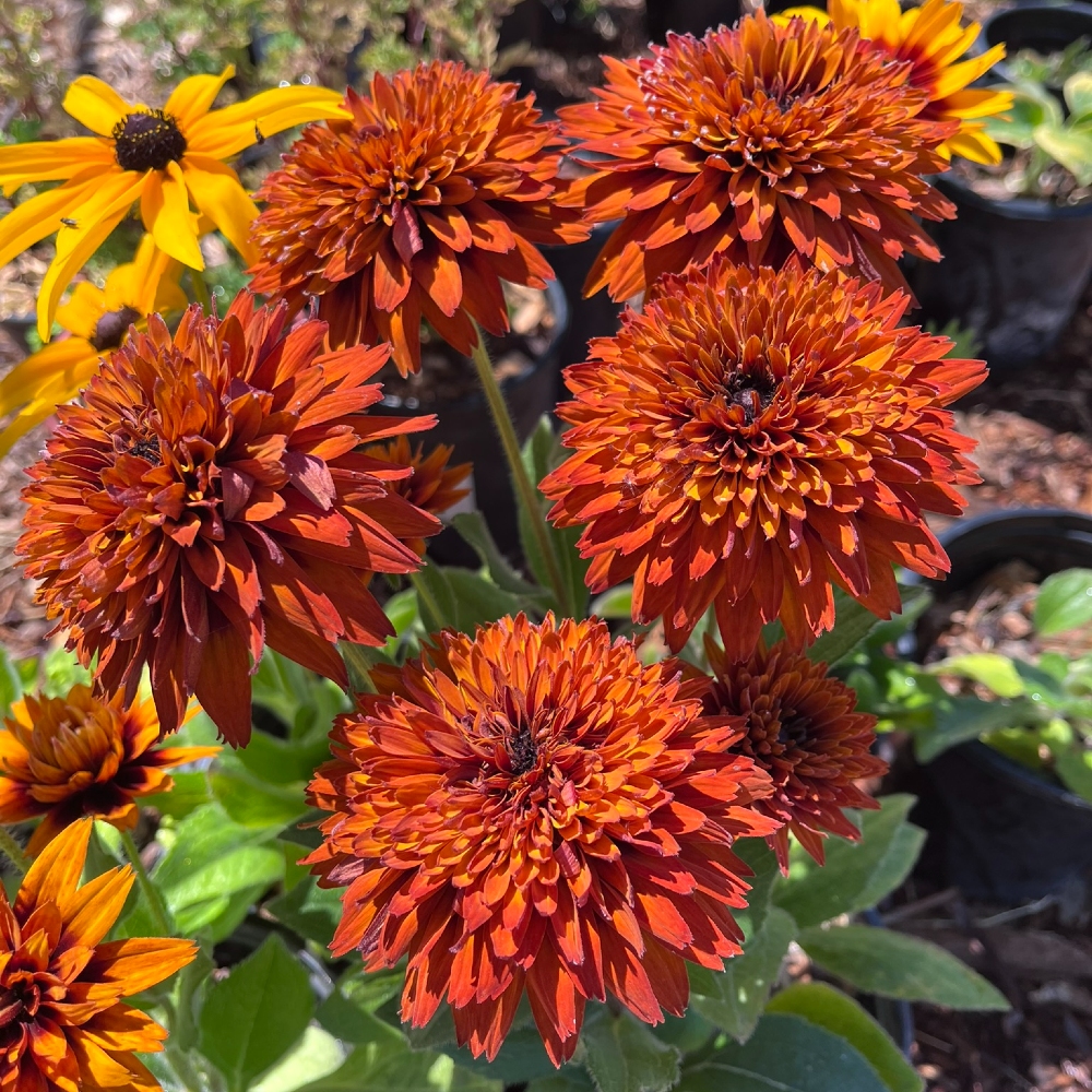 Rudbeckia