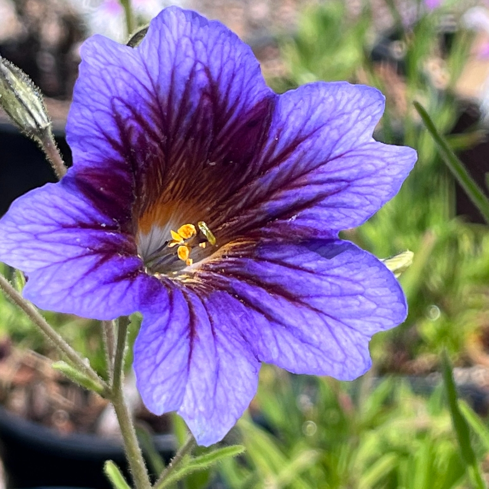 Salpiglossis