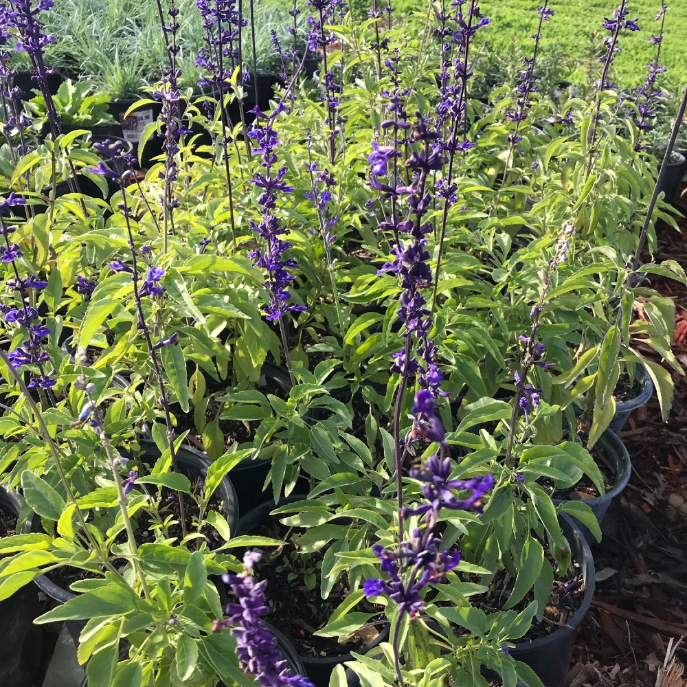 Salvia