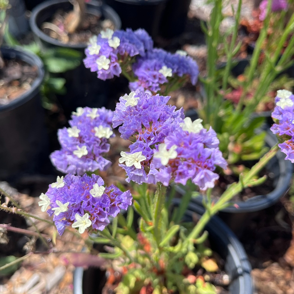 Verbena