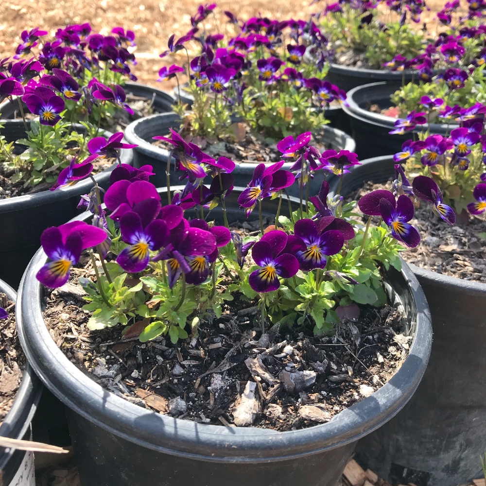 Viola