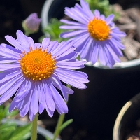Seaside Daisy