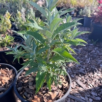 Growing Plant