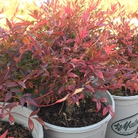 Line of shrubs