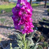 Delphinum in Bloom