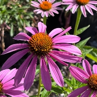 Summer flowers