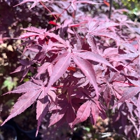 Red Japanese Maple